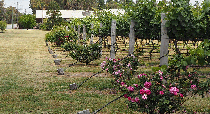 Heritage Estate Vineyard